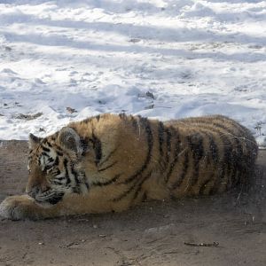 Amur Tiger Cub