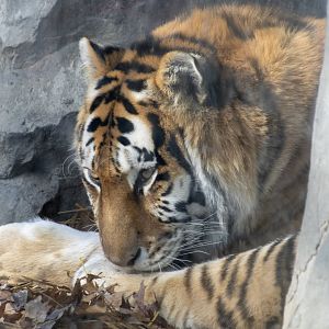 Amur Tiger