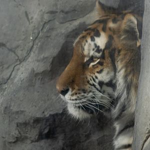 Amur Tiger