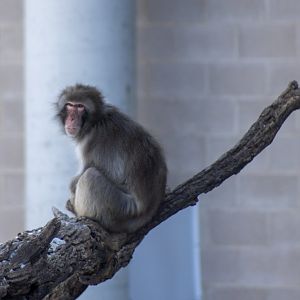 Japanese Macaque
