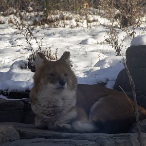 Dhole