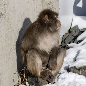 Japanese Macaque