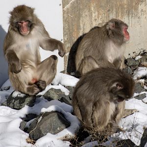 Japanese Macaques