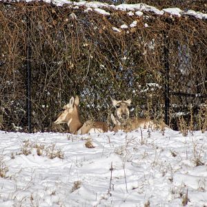 Pronghorn