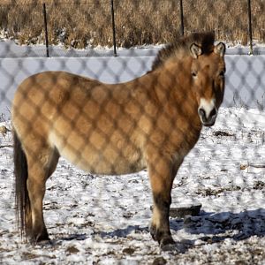 Pzewalski's Horse