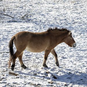 Pzewalski's Horse