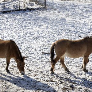Pzewalski's Horses
