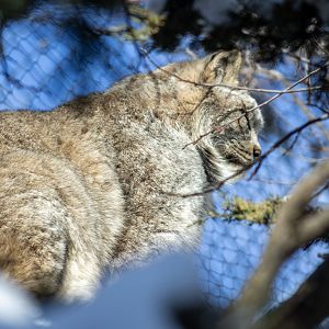 Canada Lynx