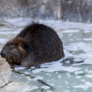 American Beaver