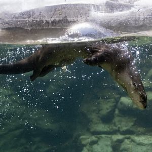 River Otter