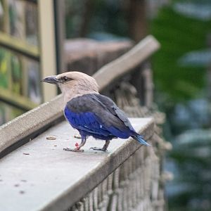 Blue-bellied Roller