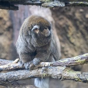 Bolivian Grey Titi Monkey