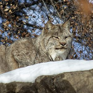 Canada Lynx