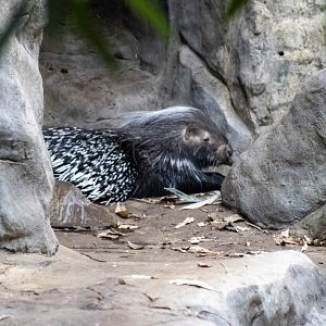 Cape Porcupine