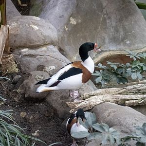 Common Shelducks