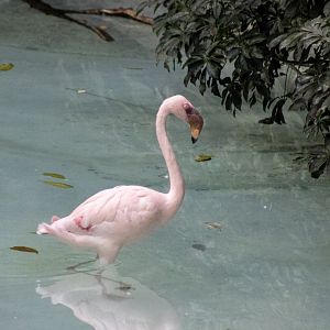 Lesser Flamingo