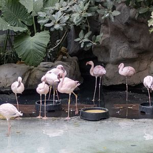 Lesser Flamingos