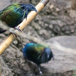 Nicobar Pigeons