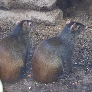 Red-rumped Agoutis