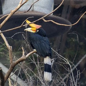 Rhinoceros Hornbill
