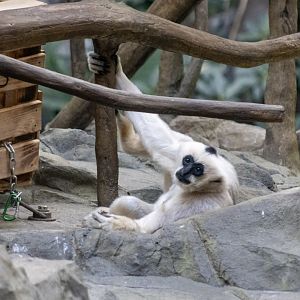 White-cheeked Gibbon