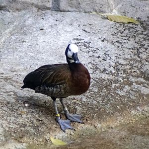 White-faced Whistling Duck
