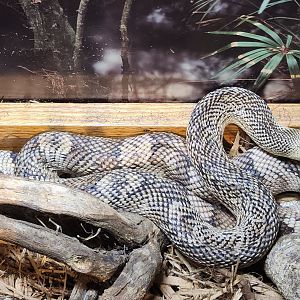 Tallahassee Museum - Pituophis melanoleucus mugitus