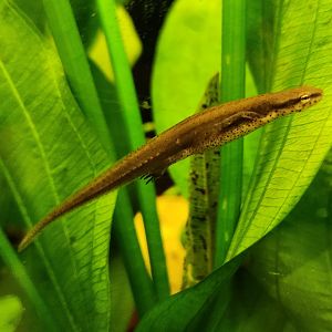 Tallahassee Museum - Notophthalmus viridescens