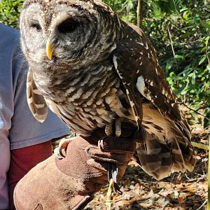 Tallahassee Museum - Barred Owl