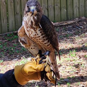 Tallahassee Museum - Broad-winged Hawk