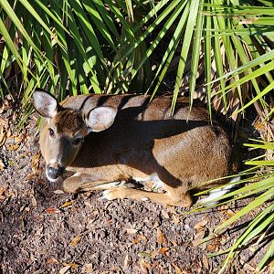Tallahassee Museum - White-tailed Deer
