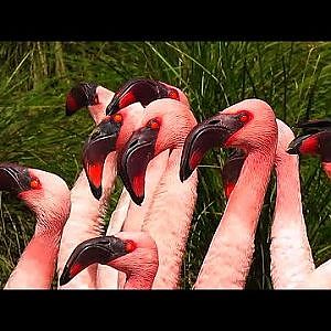 Disney World 2017 - Animal Kingdom - YouTube