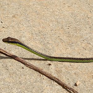 Walls' bronzeback (Dendrelaphis cyanochloris)