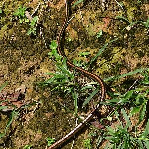 Walls' bronzeback (Dendrelaphis cyanochloris)