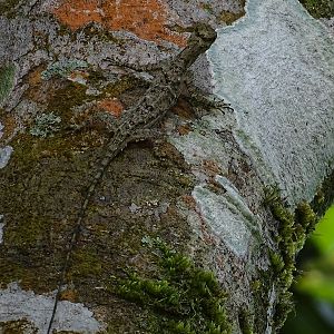 Flying dragon (Draco sp)