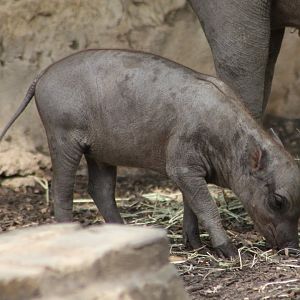 Baby babirusa