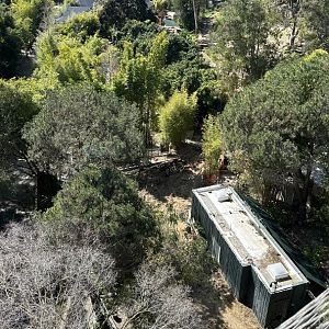 Giant Panda Construction From Canopy Bridge