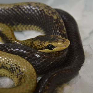 Celebes black-tailed rat snake (Gonyosoma jansenii)