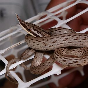 Hainan rhinoceros snake (Gonyosoma hainanense)