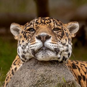 Kaloa the Jaguar