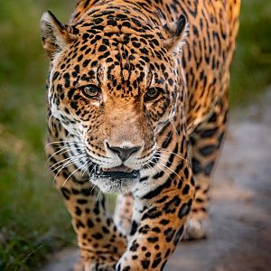 Kaloa the Jaguar