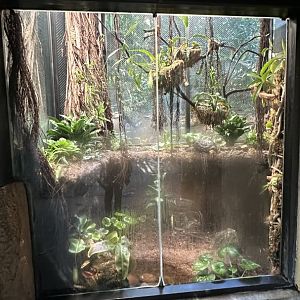 Former Coconut Crab Exhibit - Tiger River