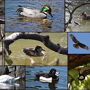 Imperial palace | Birdwatching [Video Taken Febuary 10th, 2024] - YouTube