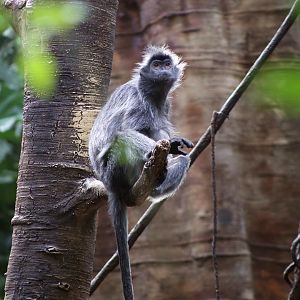 Silvery Lutung (Trachypithecus cristatus)