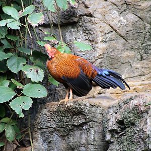 Sri Lankan Junglefowl (Gallus lafayettii)