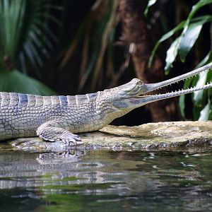 Gharial (Gavialis gangeticus)