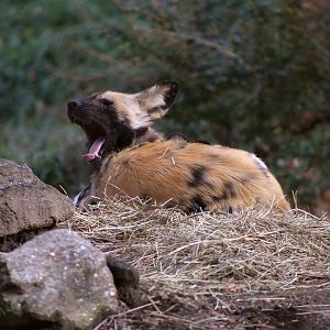 African Wild Dog