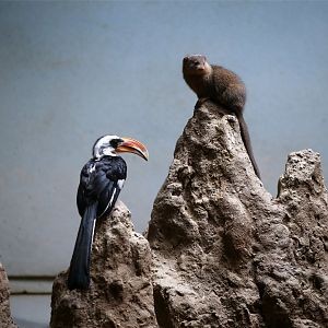Dwarf Mongoose and Von der Decken's Hornbill