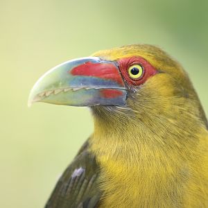 Saffron Toucanet (Pteroglossus bailloni)