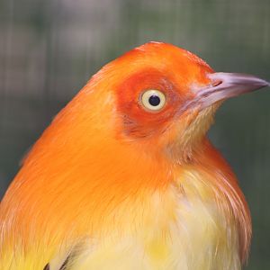 Flame Bowerbird (Sericulus ardens)